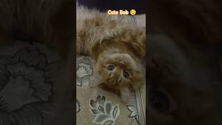 Cute persian cat  Bob persian cat shorts cat kitten catlover mycat catworld [upl. by Sarad]