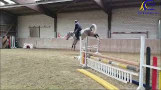 2020 KWPN gelding by Cellestial Schooling March 2024 FOR SALE [upl. by Normand]