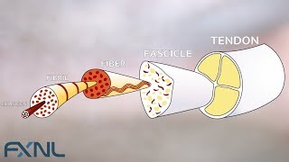 Tendinitis Tendinosis Tendinopathy Exercise is the best medicine for tendon pain [upl. by Etennaej]