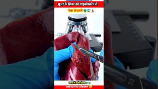 Pork liver सूअर का जिगर undar the microscope view facts shortvideo shorts short shortsvideo [upl. by Katz533]