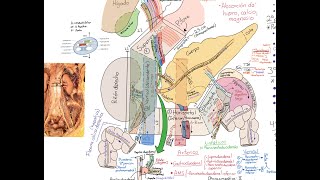 Anatomía duodeno [upl. by Inoliel]