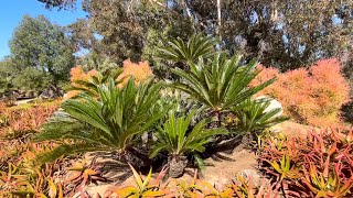 Cycas revoluta the Sago Palm [upl. by Linet]