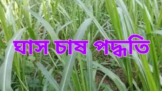 কিভাবে ঘাস চাষ করবেন √ঘাস চাষ করার পদ্ধতি 🌱🌱🎋🎋 [upl. by Bittencourt]