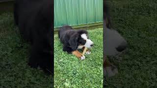 Adorable Bernese Mountain Dog Puppy Playtime Cute Bernese Mountain Dog Puppy First Steps [upl. by Sam]