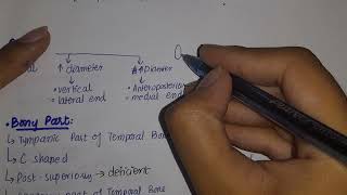 Anatomy of Ear  External Ear External Acoustic Meatus [upl. by Rushing]