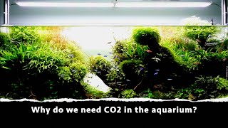 Why do we need CO2 in the aquarium [upl. by Elokin]