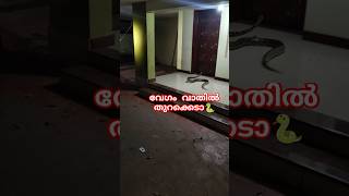 പാമ്പ് ടൈലിൽ ഇഴയുമോ🐍 Rescuing a python from a hostel sarpa urbansnakelife rockpython [upl. by Gut]