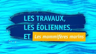 Mammifères marins et éoliennes en mer de SaintNazaire  quels impacts [upl. by Nothsa]