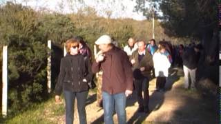 Mucche podoliche di Accettura al pascolo nellarea della Gravina di Laterza [upl. by Garv]