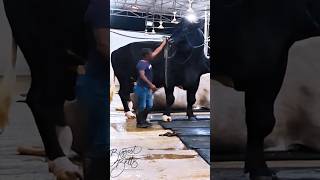 Gigantic Holstein Friesian bull from Brownies Ranch towers over its fivefoot handler [upl. by Brook]