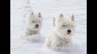 Westie Puppies Playing in Snow Compilation 2019 ❄️ NEW [upl. by Gunzburg]