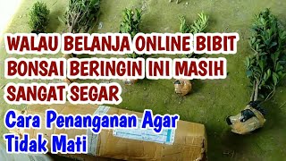 PENANGANAN BIBIT BONSAI BERINGIN KIMENG BOXSUS ELEGAN KOMPAKTA ONLINE [upl. by Standing]