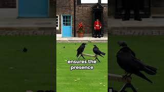 Ravens of the Tower Guardians of the Kingdom London fact 16 travel facts shortsvideo shorts [upl. by Rairb193]