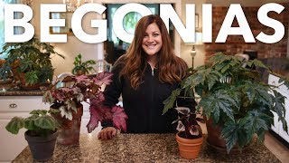 Indoor Begonia Care Guide 🌿 Garden Answer [upl. by Phi]