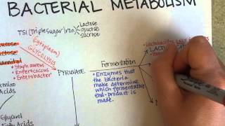 Bacterial Metabolism Part 1 Cellular Respiration of Bacteria [upl. by Hansen]