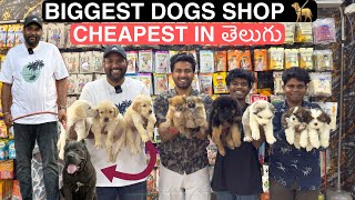 CHEAPEST amp BIGGEST PET SHOP IN HYDERABAD  BIG DOGS  PUPPIES  DAY CARE [upl. by Ely839]