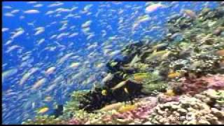 Seychellen Tauchen  Seychelles Diving powered by Reisefernsehencom  Reisevideo  travel video [upl. by Colville145]