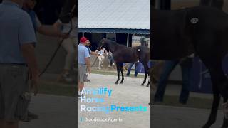 What are Bloodstock Agents [upl. by Riem]