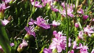 Silene acaulis L2mp4 [upl. by Anitak]