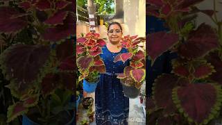 Coleus Plant Care Tips youtubeshortshortvideo [upl. by Leinto718]