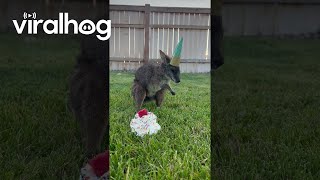 Wallaby Isn’t a Fan of Party Hat  ViralHog [upl. by Annmarie]