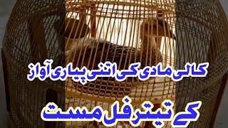 kali Madi Ki Awaz  Kale Teetar Ki Madi Amazing 2021  black francolin female voice [upl. by Archer]