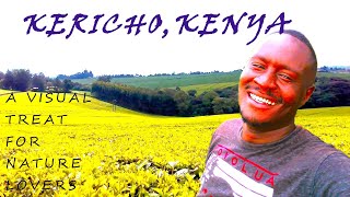 Tea Plantation In Kericho Kenya A Visual Treat For Nature Lovers Day 1 [upl. by Ameyn]