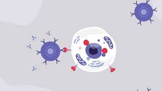 AdenovirusBased Vaccine for COVID19 [upl. by Aneladdam786]