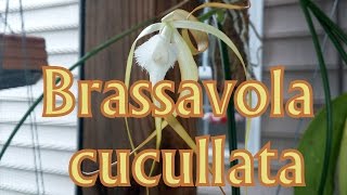 Brassavola cucullata [upl. by Gilberto378]