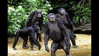 Chimpanzees have been spotted attacking and killing gorillas in the wild for the first time [upl. by Lavotsirc]