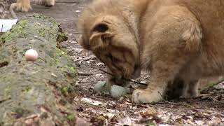 PAASBRUNCH voor de LEEUWENJONGEN 🦁 [upl. by Illa]