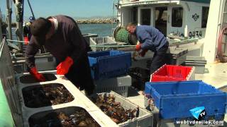 020611 Le Homard des Îles de la Madeleine [upl. by Sandry78]