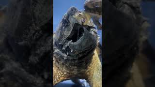 The Overwhelming Presence of a FullGrown Alligator SnapperAlligatorSnapper NarrowBridge [upl. by Huoh]