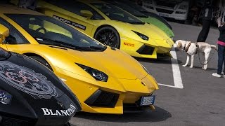 Lamborghini Aventador x4 flatout at Monza 2014 [upl. by Sammer]