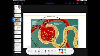 UE3 Physiologie Rénale بالعربية  2 La Filtration Glomérulaire Par TAGZOUT MAISSENE [upl. by Colt]