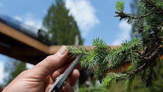 Spruce Bonsai Growth Management [upl. by Eixam]