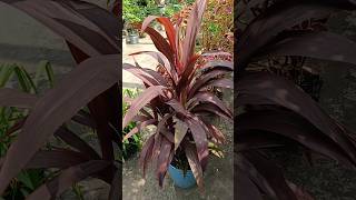 Cordyline Fruticosa Ti plantleafplant cordylinefruticosa tiplant beautifulleafplant garden [upl. by Berkshire]