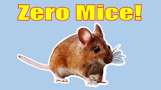 How to Get Rid of Mice 100 Percent Guaranteed [upl. by Aneroc]