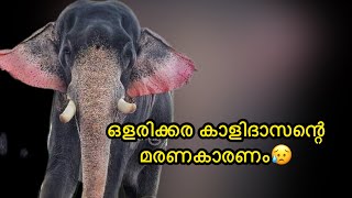 ഒളരിക്കര കാളിദാസന്റെ മരണകാരണം അറിയാം സംഭവിച്ചത്  Olarikkara Kalidasan Elephant [upl. by Ive]