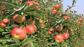 How A Kenyan Man Earn Millions Through Apple Farming in Eldoret [upl. by Aillicec]