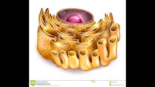 جدييد Le réticulum endoplasmique RE [upl. by Gabby700]