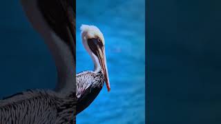 Martinique island martinique island nature naturephotography imagensdanatureza [upl. by Oznerol391]