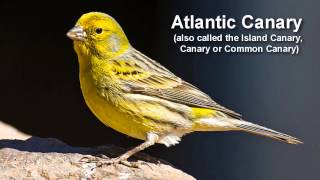 Canary Bird Call  singing Canary [upl. by Ellac]