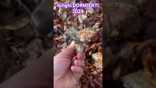 Funghi Dormienti 2024 [upl. by Dieball]