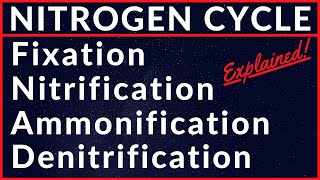 Nitrogen Fixation Nitrification Assimilation Ammonification Nitrogen Cycle  Metabolism of Nitrogen [upl. by Rosanne]