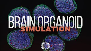 Brain Organoids Simulation 5D Mystery School 🕳️🐇 ai [upl. by Nylsirk]