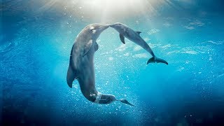 Healing songs of Dolphins amp Whales  Deep Meditative Music for Harmony of Inner Peace [upl. by Assirol]