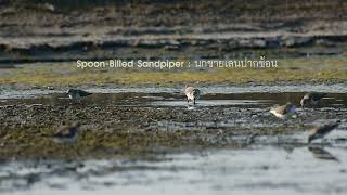 Spoon billed Sandpiper  the Gleua cafe 6265 [upl. by Ecilef]