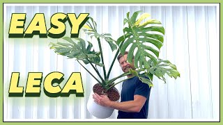 5 YEAR Old Thai Constellation Monstera to LECA Perlite  EASY SEMI HYDRO [upl. by Toomin972]