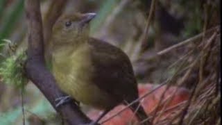 Animal Behaviour of the Australian bowerbird  David Attenborough  BBC wildlife [upl. by Atiuqrahs]